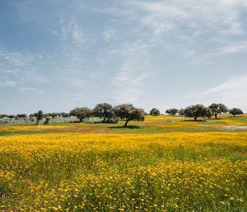 Alentejo