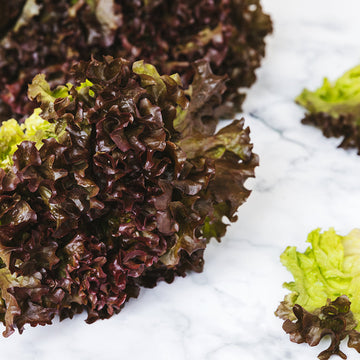 Alface Frisada Roxa Bio Un