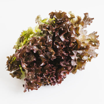 Alface Frisada Roxa Bio Un